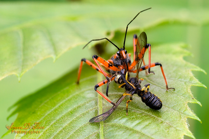 Rhinocoris iracundus ?